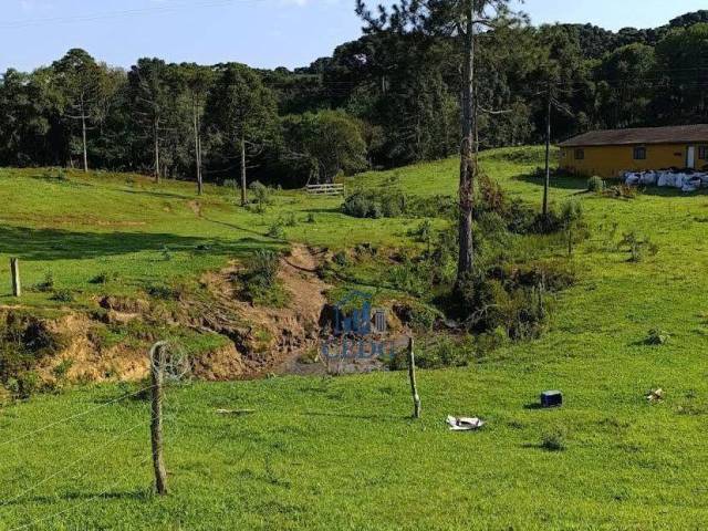 #TR578 - Fazenda para Venda em Prudentópolis - PR - 3
