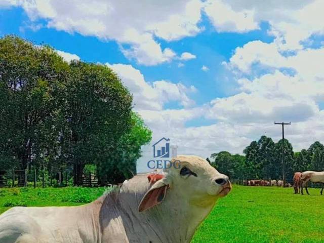 Fazenda para Venda em Prudentópolis - 5